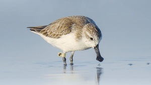 VORPREMIERE: Dokumentarfilm "SAVING SPOONIE" mit Gästen