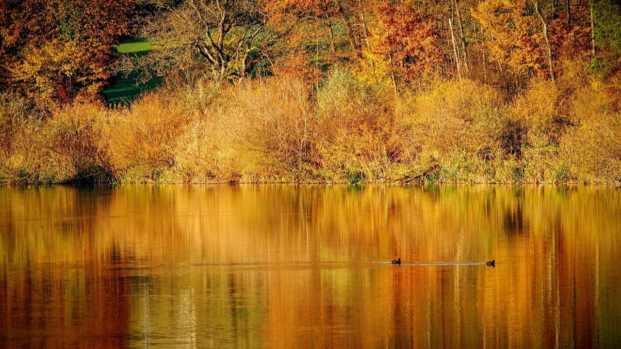 Pflanzen und Tiere des Leipziger Auwalds im Herbst: Geführte Motorboot-Tour mit einem Experten