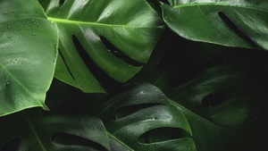 Jungpflanzenmarkt in der Gärtnerei Scharf