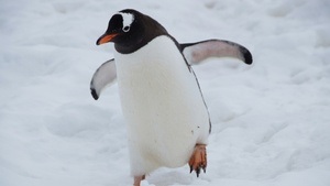 Der Pinguin meines Lebens
