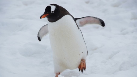 Der Pinguin meines Lebens