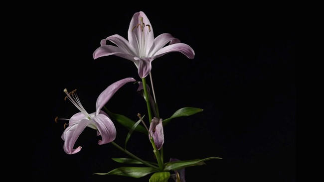 Elsbeth Bauer - Archiv einer verletzlichen Welt