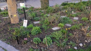 Pflanzentausch und Grünpat*innen Stammtisch