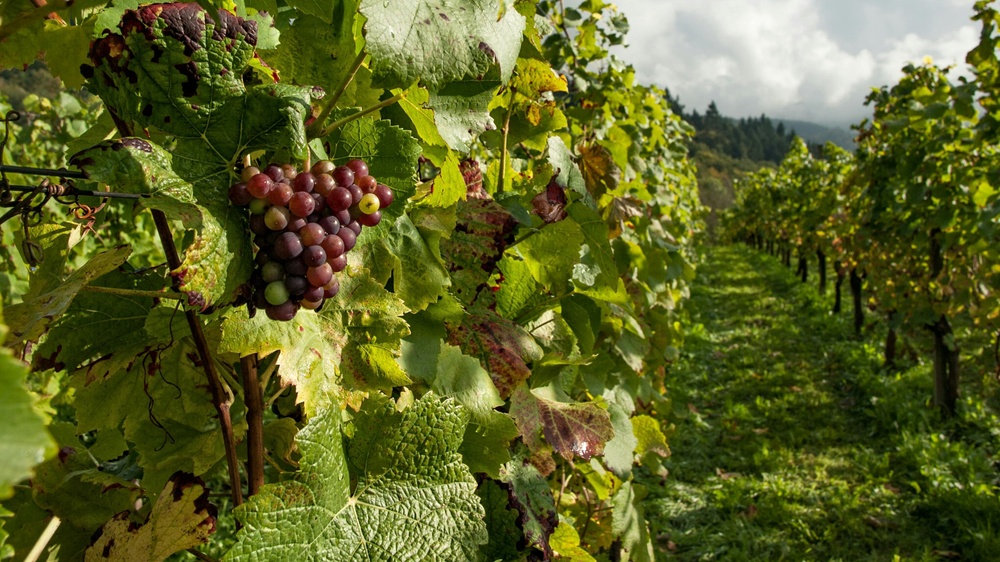 Weinfrühling Mittelahr