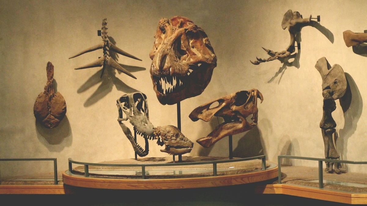 Naturkundemuseum Kassel