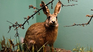 FAMILIENFÜHRUNG | Wilde Nachbarn