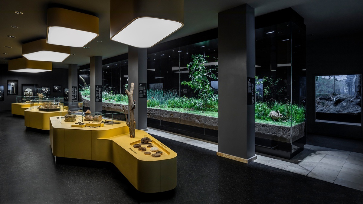 Das Schaumagazin: Eine Schausammlung im Stile des 19. Jahrhunderts - Dauerausstellung