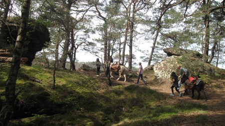 Packeselwanderung in der Pfalz | Ab 8 Jahren