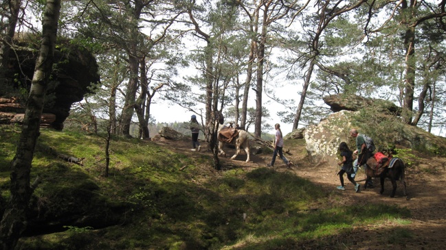 Packeselwanderung in der Pfalz | Ab 8 Jahren