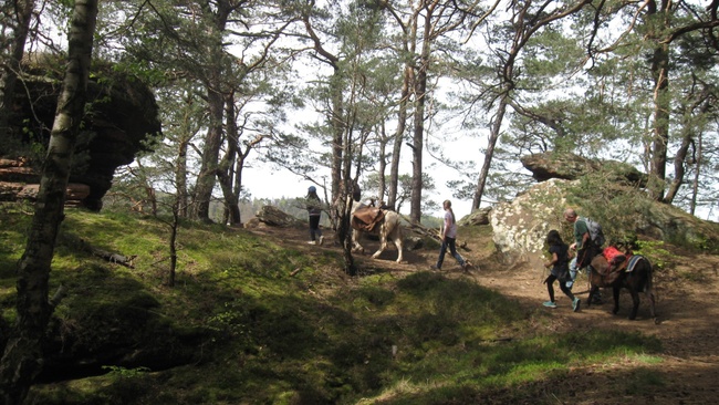 Packeselwanderung in der Pfalz | Ab 8 Jahren