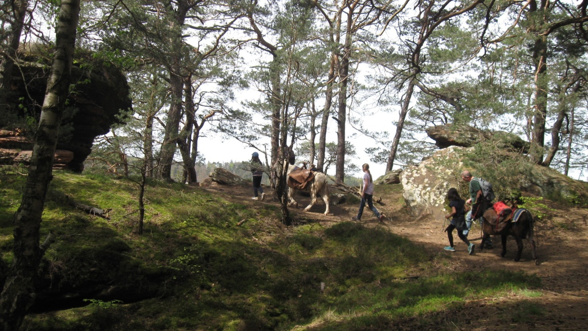 Packeselwanderung in der Pfalz | Ab 8 Jahren