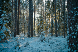 Grafenberger Wald