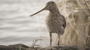 Filmabend - Die toten Vögel sind oben