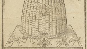 (Wie lange) summt es noch? – Filmabend und Gespräch zu „More than Honey“