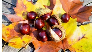 Herbstbasteln