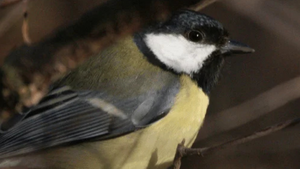 Workshop: So hilfst Du Amsel, Meise, Rotkehlchen & Co.