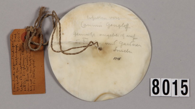 Die größte Ozeanien-Sammlung am RJM