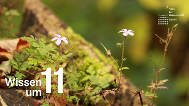 Wissen um 11: NABU-Waldgarten – eine Oase für Mensch und Tier