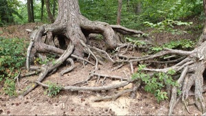 Abenteuertour: Das Rätsel des geheimnisvollen Waldes