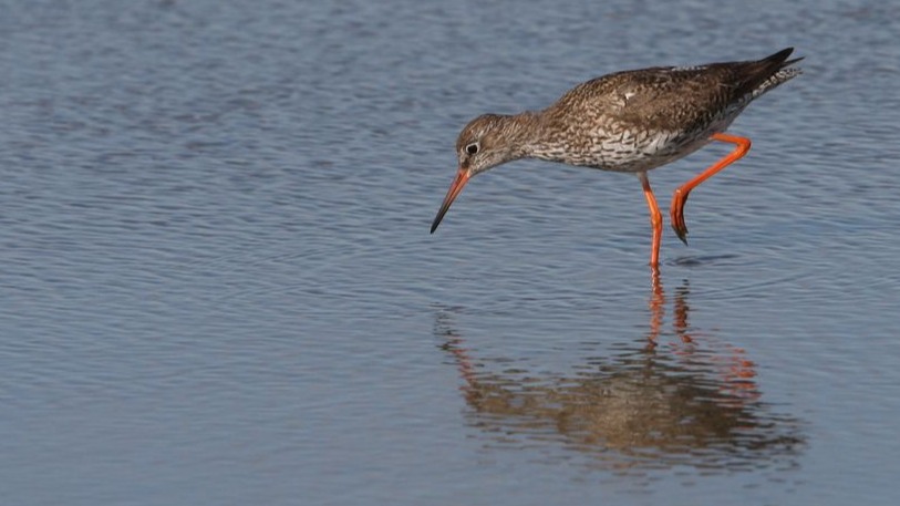 Birdingtrip am Wochenende: Vogelvielfalt im Elbe-Weser-Dreieck