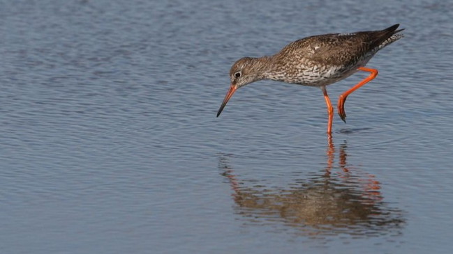 Birdingtrip am Wochenende: Vogelvielfalt im Elbe-Weser-Dreieck