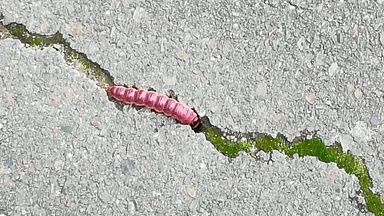 Schlachtgewicht und Benzindampf. Ein Abend mit der parasitenpresse