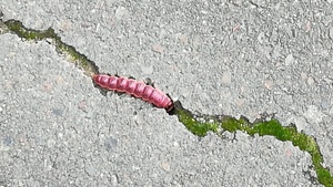 Schlachtgewicht und Benzindampf. Ein Abend mit der parasitenpresse