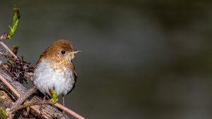 Workshop: Singvögel entdecken