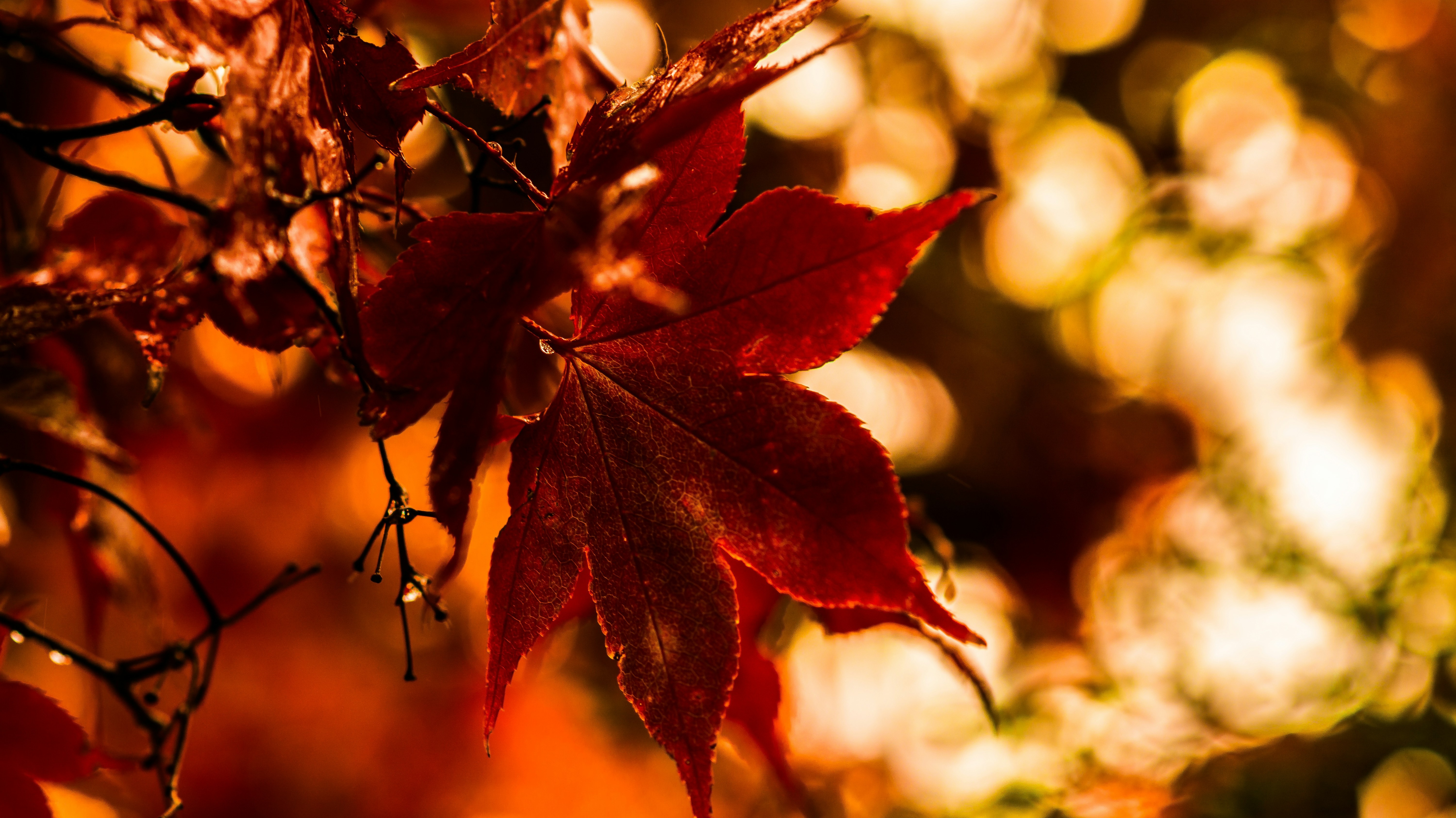 Fest des Loslassens | Samhain