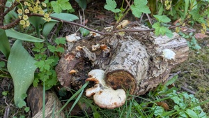 (Speise-) Pilzworkshop im Klimagarten