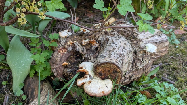 (Speise-) Pilzworkshop im Klimagarten