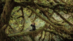 Das Flüstern der Wälder