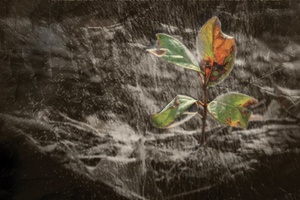 Ich bin da, trotzdem - hörst Du?