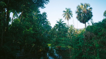 Visions d’un jardin tropical: Eine multisensorische Traumlandschaft haitianisch-diasporischer Erfahrungen