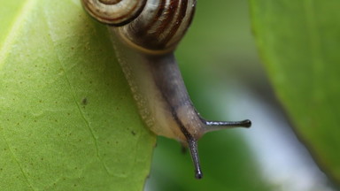 Mollusken des Spreeparks