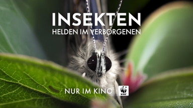 Insekten - Helden im Verborgenen