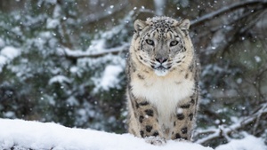 Advents- & Weihnachtstouren im Tierpark Berlin