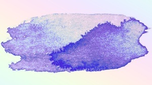 BLAUES STÜNDCHEN w. Allynx