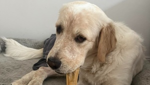 Paws & Music: A Benefit Concert