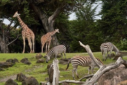 Tierpark Berlin