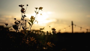 KONZERT: Sharon Halfon Trio *live, Lily In Bloom, DJ Carribbean Thomas, Vamilienfa†er