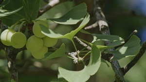 Ginkgo Times - Living Fossils in Today’s Streets of Berlin-Moabit