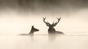 Das Flüstern der Wälder