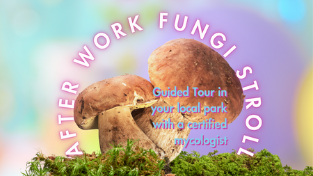 Afterwork Fungi Stroll