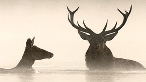 Das Flüstern der Wälder