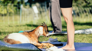 Yoga mit Schafen & Ziegen in der Natur