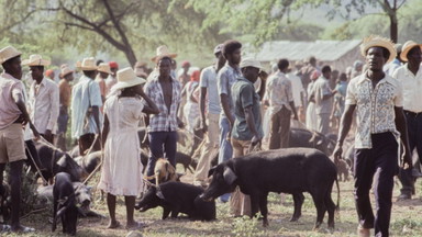 The Creole Pig: Haiti’s Great Loss – Über ökologische Souveränität und über internationale Hilfen als Werkzeug des Imperiums