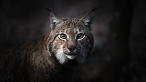 Das Flüstern der Wälder