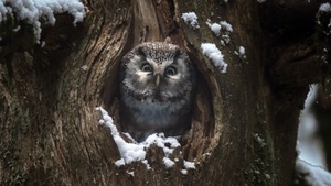 Das Flüstern der Wälder
