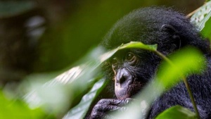 Bonobo Stories - Fotografien von Christian Ziegler aus dem Salonga Nationalpark - Eine Ausstellung des Max-Planck-Instituts für Verhaltensbiologie